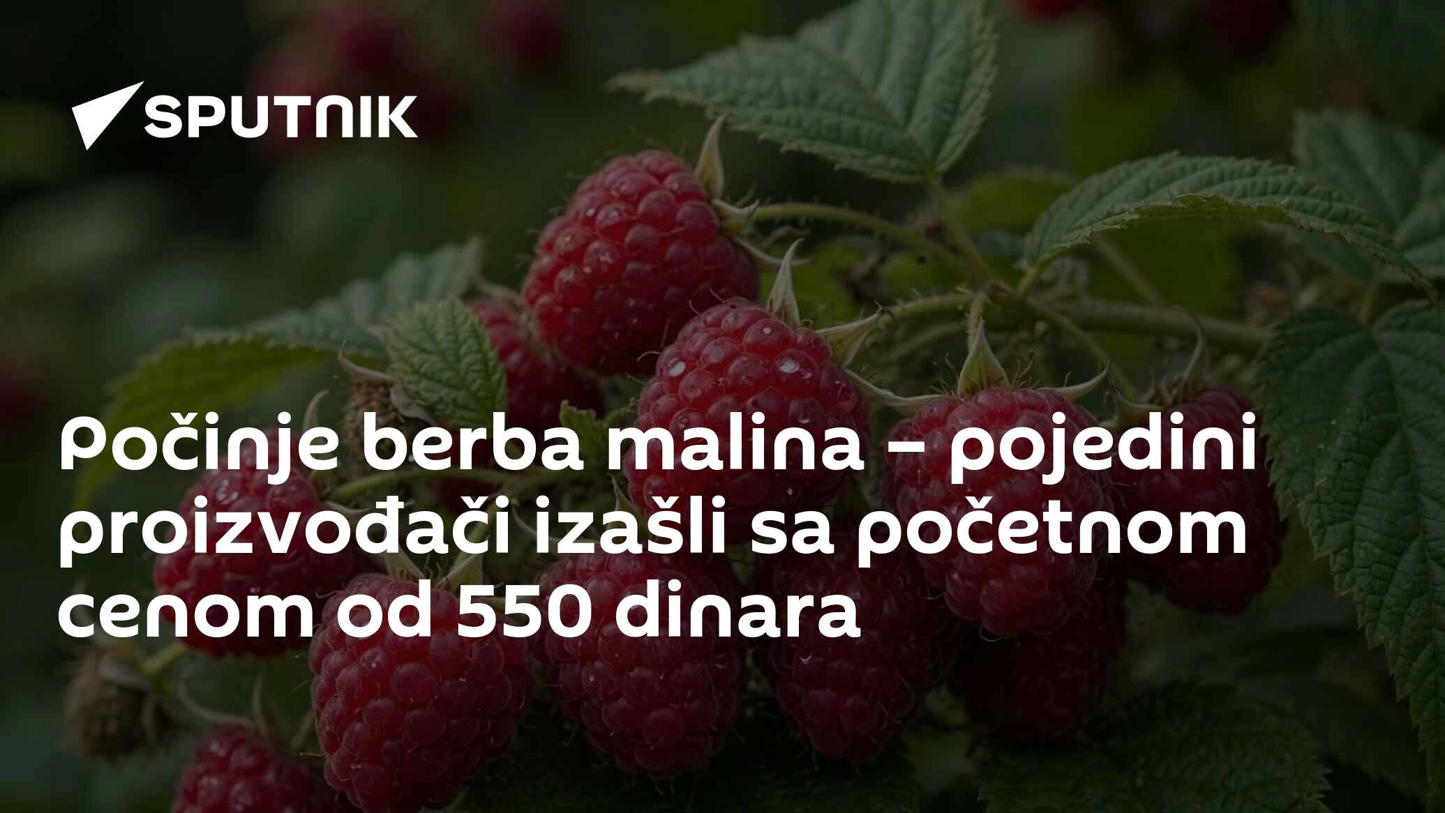Počinje berba malina – pojedini proizvođači izašli sa početnom cenom od 550 dinara