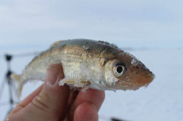 Зимски риболов на Чукотки - Sputnik Србија