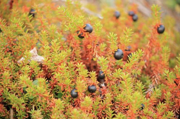 Кратко лето кад дозрева шумско воће - Sputnik Србија