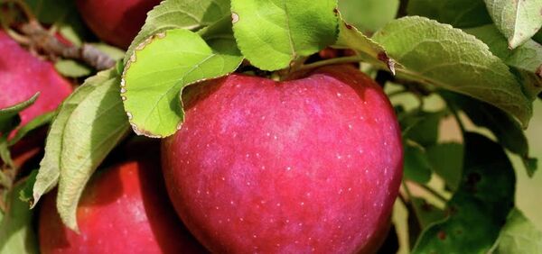 Извоз у Русију - Sputnik Србија