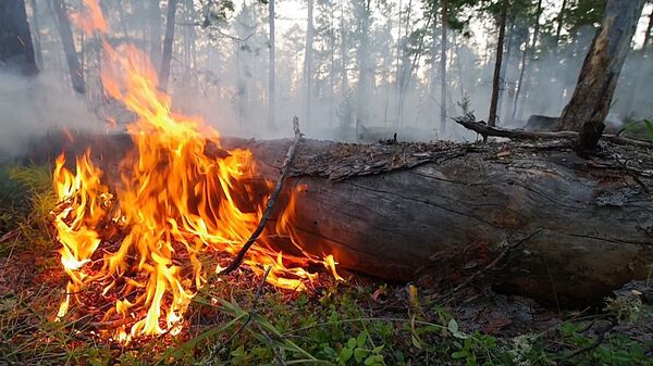 Шумски пожар у Русији - Sputnik Србија