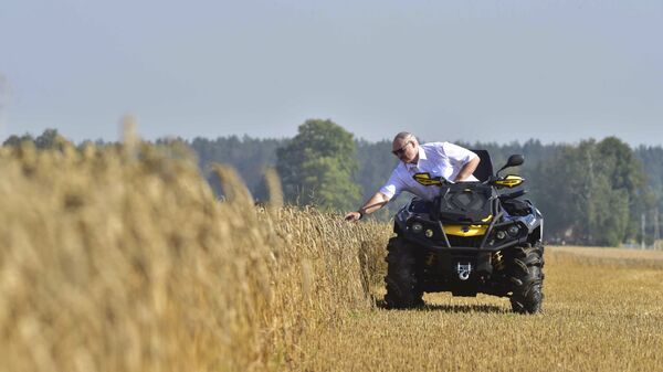 Predsednik Belorusije Aleksandar Lukašenko proverava žito u Šklovskom regionu - Sputnik Srbija