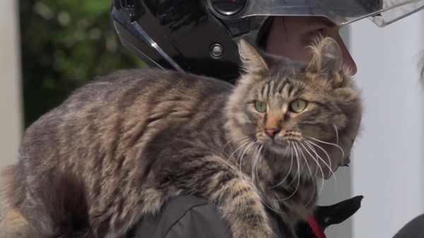 Mačak na motoru — krzeni motociklista osvaja ruske puteve - Sputnik Srbija