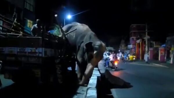 Слон скаче из камиона. - Sputnik Србија