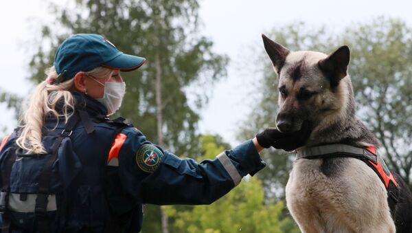 Kinolog sa psom na treningu u kinološkom centru Ministarstva za vanredne situacije Rusije - Sputnik Srbija