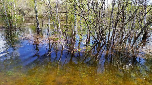 Mobi Dik ponovo plovi Vlasinskim jezerom /video, foto/ Mobi Dik ponovo plovi Vlasinskim jezerom /video, foto/ - Sputnik Srbija