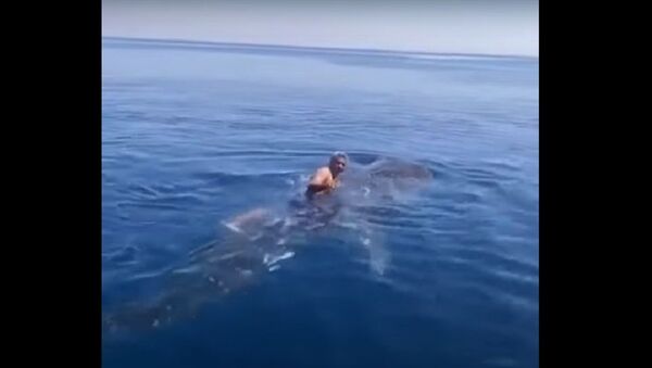 Мушкарац јаше кит-ајкулу - Sputnik Србија