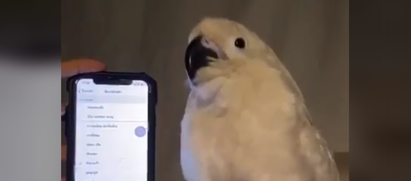 Papagaj plesač Papagaj plesač - Sputnik Srbija