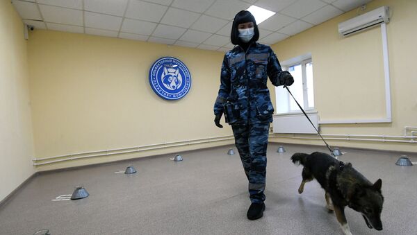Тренинг паса за откривање вируса корона на аеродрому Шереметјево - Sputnik Србија