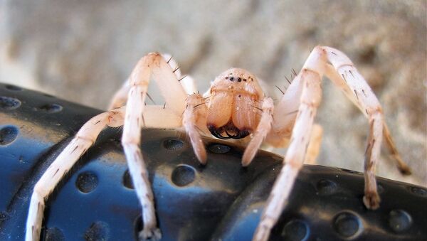 Шестооки паук у пустињи Намиб - Sputnik Србија