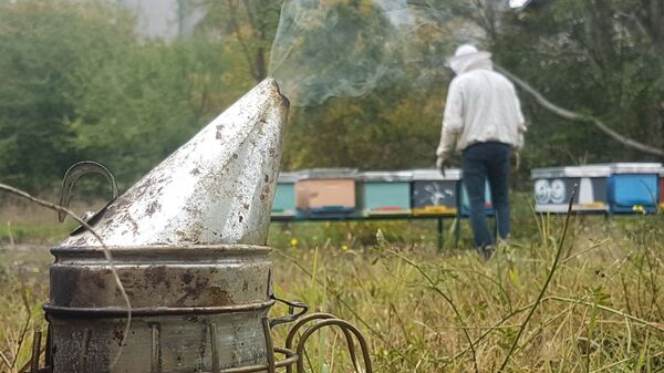 Braća donela milion pčela u srce Beograda /foto/ - Sputnik Srbija