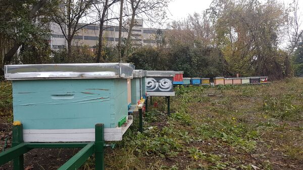 Braća donela milion pčela u srce Beograda /foto/ - Sputnik Srbija