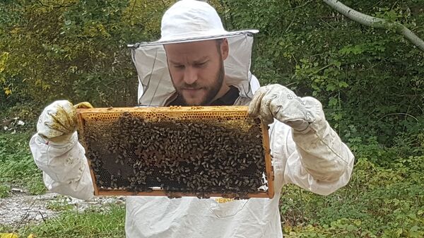 Braća donela milion pčela u srce Beograda /foto/ - Sputnik Srbija