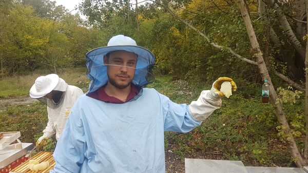 Braća donela milion pčela u srce Beograda /foto/ - Sputnik Srbija