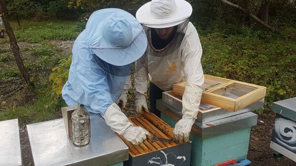 Braća donela milion pčela u srce Beograda /foto/ - Sputnik Srbija