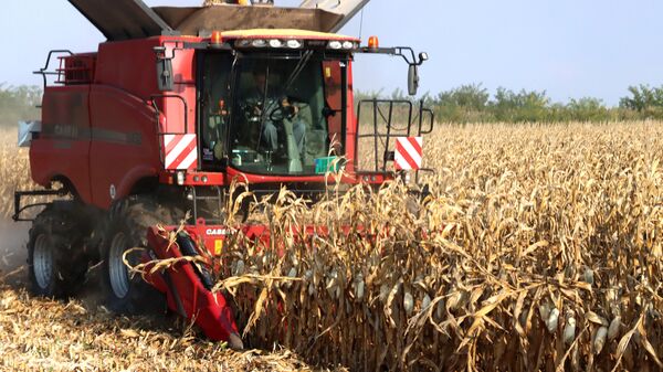Жетва кукуруза у Сомбору - Sputnik Србија