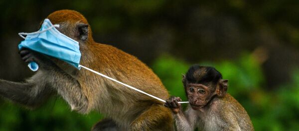 Makaki majmuni se igraju maskom za lice u Genting Sempu u Maleziji - Sputnik Srbija
