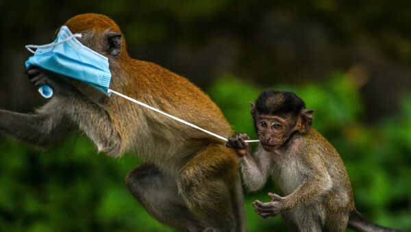 Makaki majmuni se igraju maskom za lice u Genting Sempu u Maleziji - Sputnik Srbija
