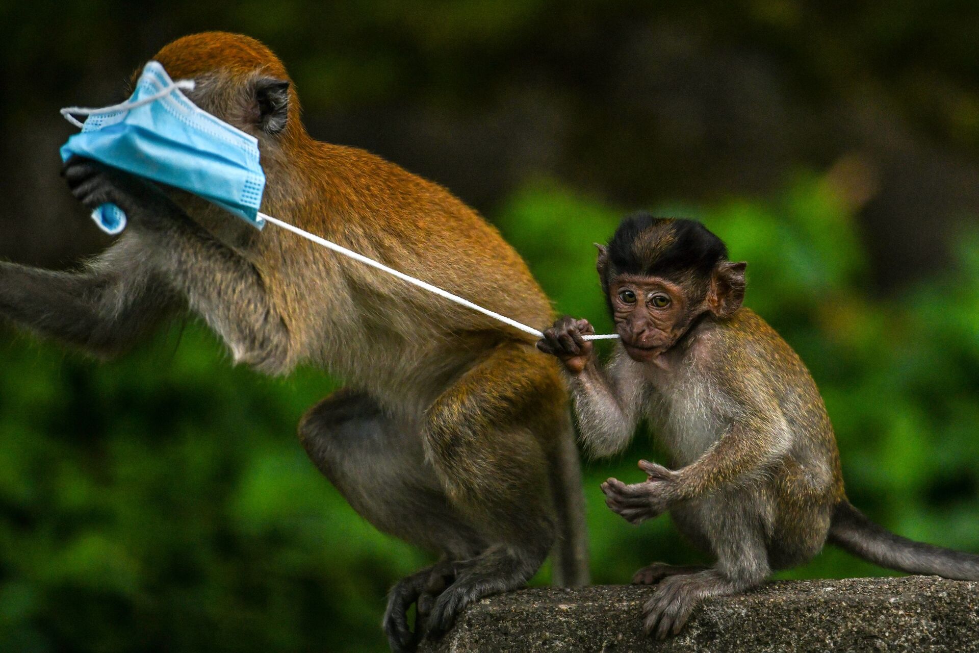 Makaki majmuni se igraju maskom za lice u Genting Sempu u Maleziji - Sputnik Srbija, 1920, 13.07.2021