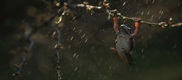 Žaba na kiši - Sputnik Srbija