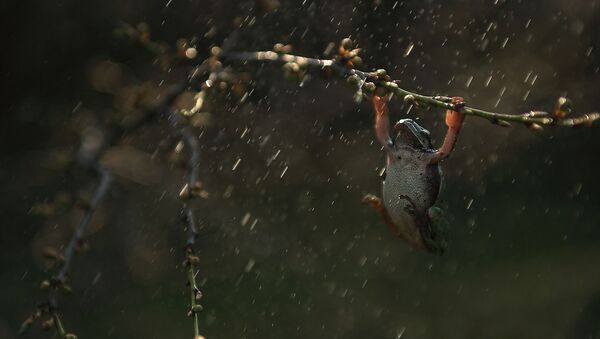 Žaba na kiši - Sputnik Srbija