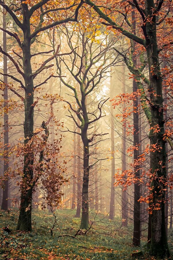 Фотографија „Мортимерово дрво“ британског фотографа Дејвида Џонса, која је уврштена у 101 најбољих на такмичењу за међународног пејзажног фотографа године 2020. - Sputnik Србија