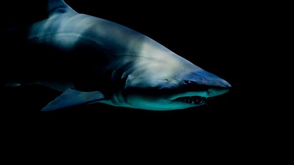 Ајкула под морем - Sputnik Србија