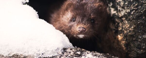 Vizon Vizon - Sputnik Srbija