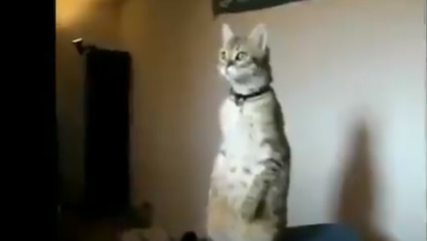 Мачка стоји мирно уз химну - Sputnik Србија