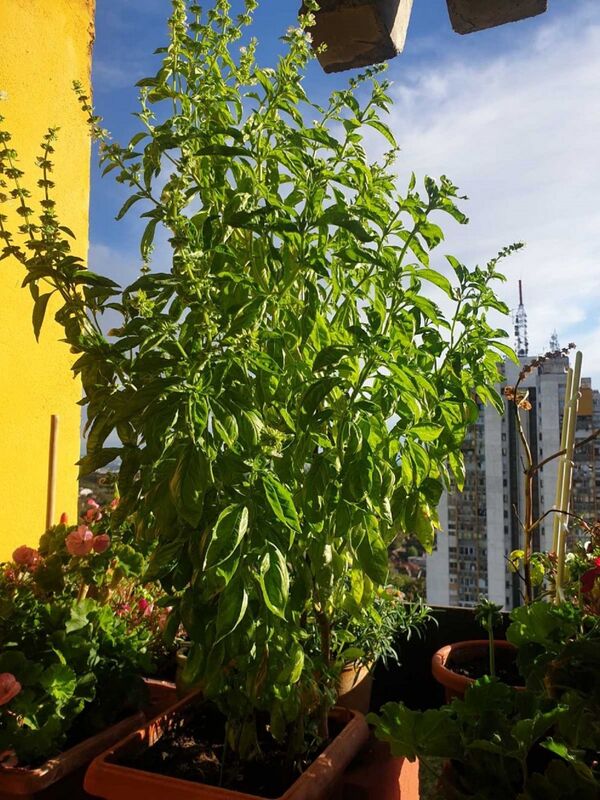 Kreativni Srbi: Kako su za vreme korone procvetale terase i balkoni /foto/ Kreativni Srbi: Kako su za vreme korone procvetale terase i balkoni /foto/ - Sputnik Srbija