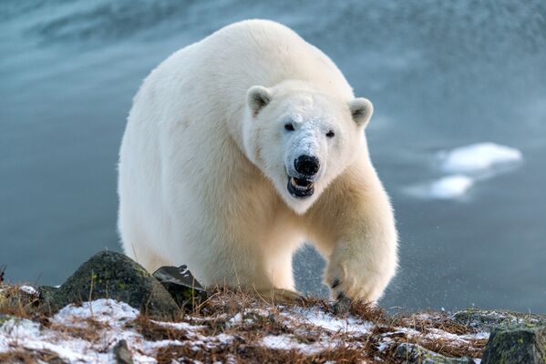 Бели медвед - „Господар Арктика“ - Sputnik Србија
