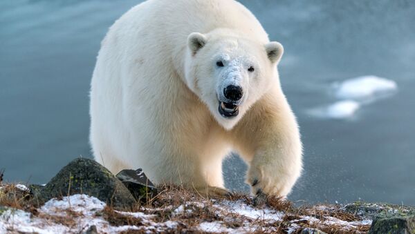 Beli medved - „Gospodar Arktika“ - Sputnik Srbija