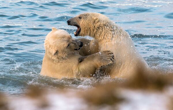 Igra belih medveda u Čukotskom moru - Sputnik Srbija