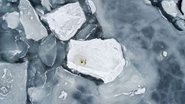 Бели медвед на леденој плочи - Sputnik Србија