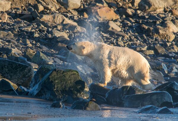 На Чукотки основан научни центар за проучавање белих медведа и китова На Чукотки основан научни центар за проучавање белих медведа и китова - Sputnik Србија