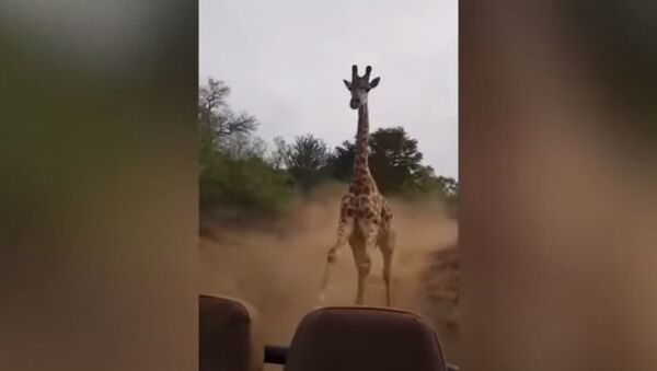 Besna žirafa u Keniji - Sputnik Srbija