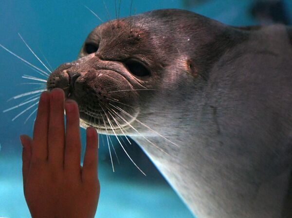 Најлепши лед на свету и моћни хаскији: Бајкал плени лепотом и зими /фото, видео/ - Sputnik Србија