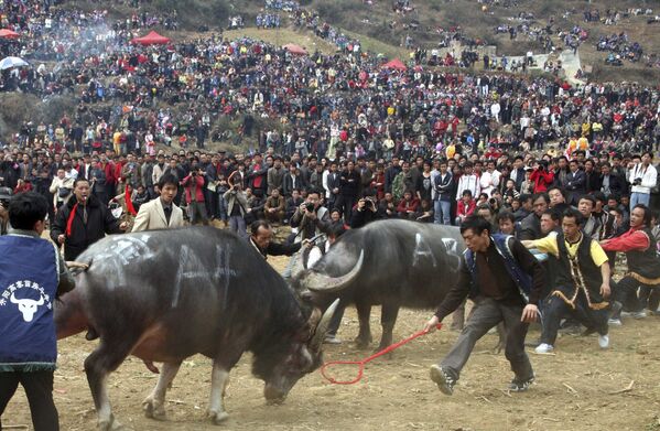 Etnička grupa naroda Mjao tokom borbi bikova u Kini - Sputnik Srbija