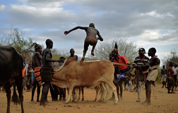 Мушкарац током традиције прескакања бика у Етиопији - Sputnik Србија