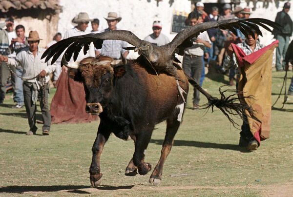 Bik sa kondorom na leđima tokom borbi s bikovima u Peruu - Sputnik Srbija