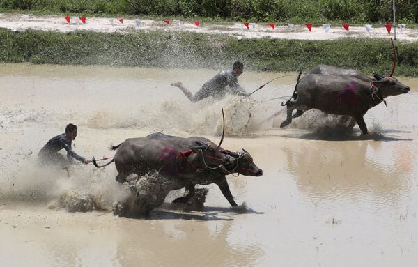 Тајландски фармери током трке са биковима на Тајланду - Sputnik Србија