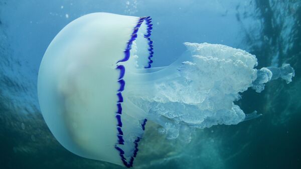 Медуза на дну мора у близини рта Меганом на Криму - Sputnik Србија