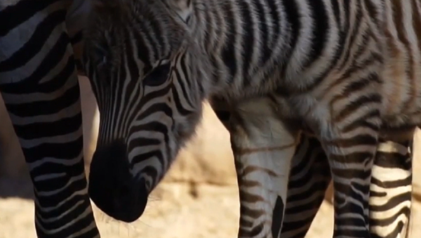 Za vreme mećava u Španiji: U zoološkom vrtu rođena zebra - Sputnik Srbija