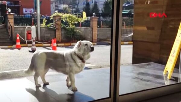 ​Bončuk, pas koji je danima čekao vlasnika ispred bolnice - Sputnik Srbija