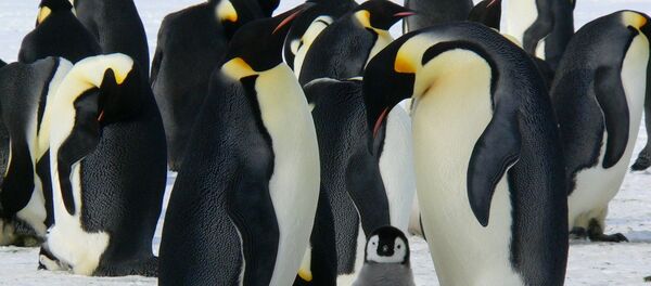 Царски пингвини на Антарктику - Sputnik Србија