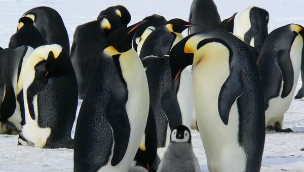 Царски пингвини на Антарктику - Sputnik Србија