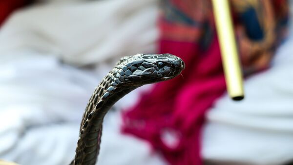 Кобра - Sputnik Србија