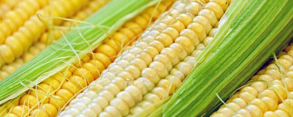 Kukuruz Kukuruz - Sputnik Srbija