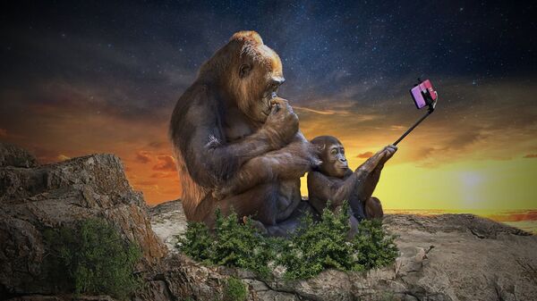 Majmuni drže mobilni telefon - Sputnik Srbija
