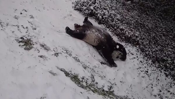 Džinovska panda se igra u snegu u zoološkom vrtu u Vašingtonu - Sputnik Srbija